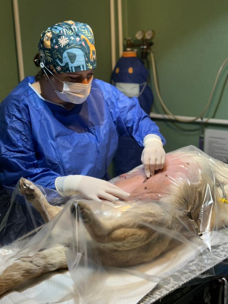 Sürgősségi esetek