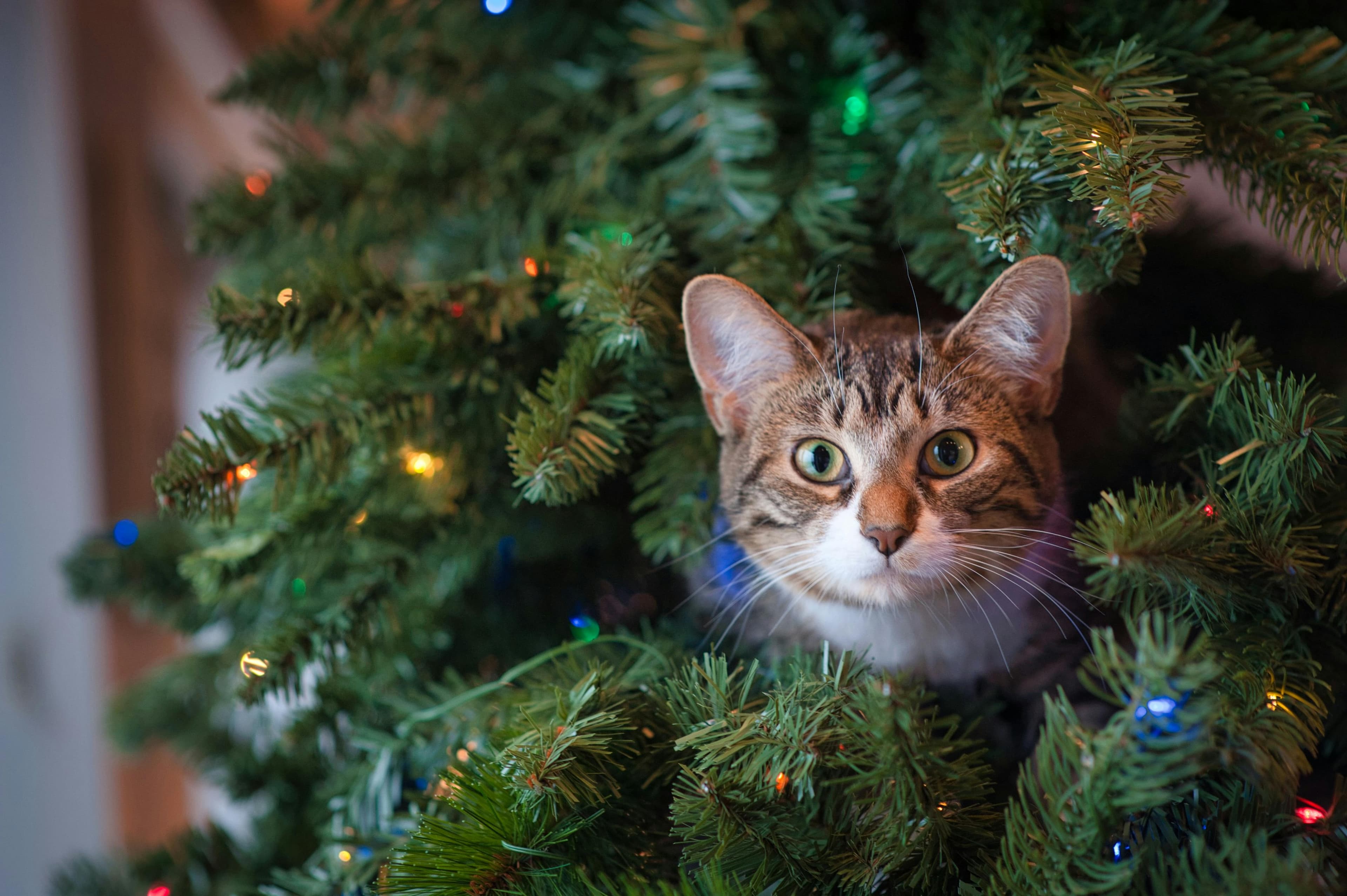 cat in christmas tree